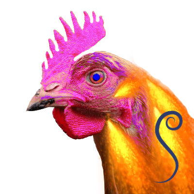 springdale chicken